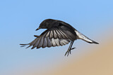 Image. Mourning Wheatear