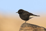Image. Mourning Wheatear