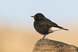 Image. Mourning Wheatear