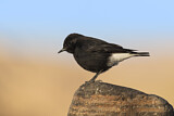 Image. Mourning Wheatear