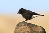 Image. Mourning Wheatear
