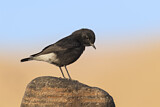 Image. Mourning Wheatear
