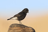Image. Mourning Wheatear