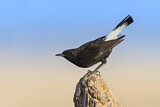 Image. Mourning Wheatear
