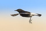 Image. Mourning Wheatear