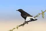 Image. Mourning Wheatear