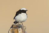 Image. Mourning Wheatear