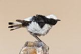 Image. Mourning Wheatear
