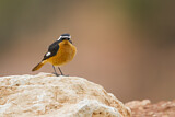 Image. Moussier's Redstart