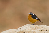 Image. Moussier's Redstart