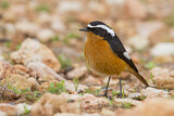 Image. Moussier's Redstart