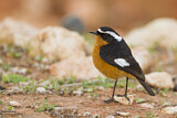Image. Moussier's Redstart