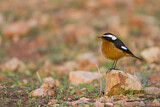 Image. Moussier's Redstart