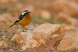 Image. Moussier's Redstart