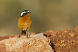 Image. Moussier's Redstart