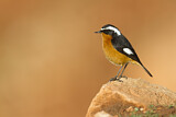Image. Moussier's Redstart