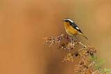 Image. Moussier's Redstart