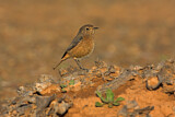 Image. Moussier's Redstart