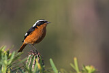Image. Moussier's Redstart