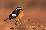 Image. Moussier's Redstart