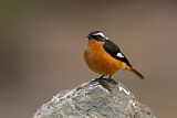 Image. Moussier's Redstart