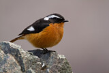Image. Moussier's Redstart