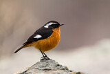 Image. Moussier's Redstart