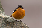 Image. Moussier's Redstart
