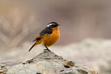 Image. Moussier's Redstart