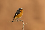 Image. Moussier's Redstart