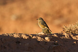 Image. Moussier's Redstart