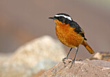 Image. Moussier's Redstart