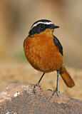 Image. Moussier's Redstart