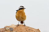 Image. Moussier's Redstart