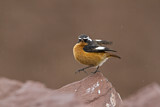 Image. Moussier's Redstart