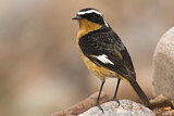 Image. Moussier's Redstart