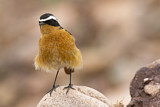 Image. Moussier's Redstart