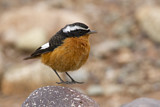 Image. Moussier's Redstart
