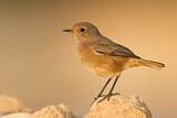 Image. Moussier's Redstart