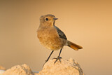 Image. Moussier's Redstart