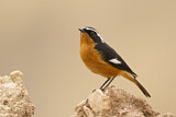 Image. Moussier's Redstart