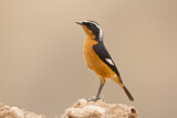 Image. Moussier's Redstart
