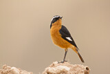 Image. Moussier's Redstart