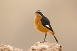 Image. Moussier's Redstart