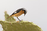 Image. Moussier's Redstart