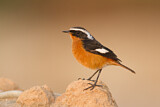 Image. Moussier's Redstart