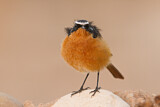 Image. Moussier's Redstart