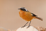 Image. Moussier's Redstart