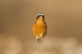 Image. Moussier's Redstart