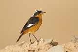Image. Moussier's Redstart